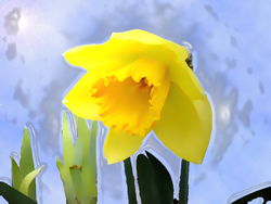 Daffodil from my back yard