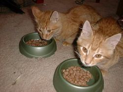 Two kitties eat their Christmas treat