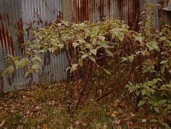 Jim's Woods - plant