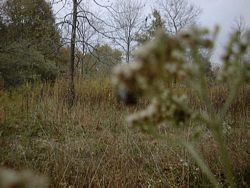 Jim's Woods - foreground plant