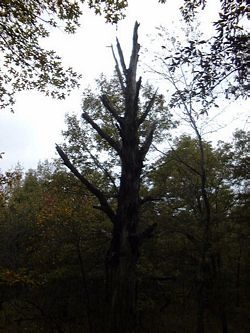 Jim's Woods - dead tree