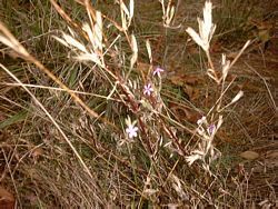 Jim's Woods - dried grass
