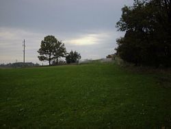 Jim's Woods - the field