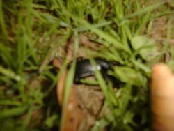 Jim's woods - black bug