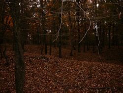 Jim's Woods - blanket