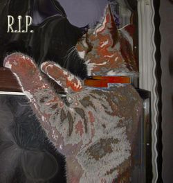 Jibbs - Rest in Peace