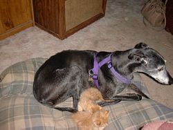 Tiny the greyhound with young kittens
